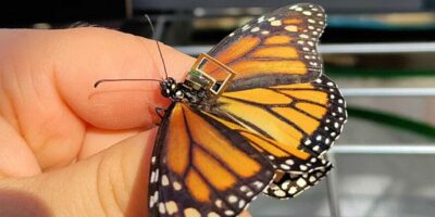 Tiny sensor platform to enable monarch butterfly tracking