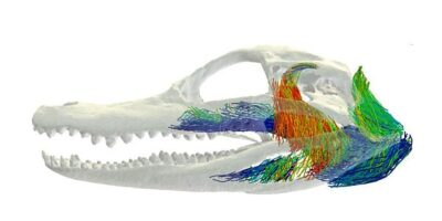 3D imaging and AI shed new light on muscle anatomy