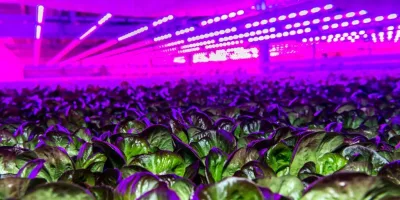 Siemens teams for digital twins and AI in vertical farms