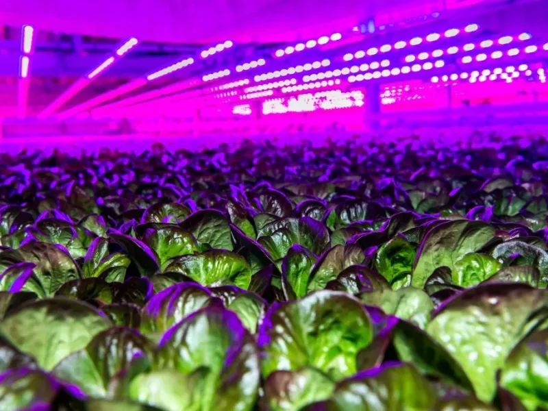 Siemens teams for digital twins and AI in vertical farms