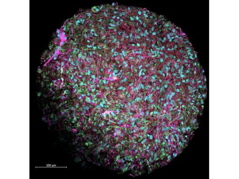 Roadmap shows how ‘wetware’ can power AI computers