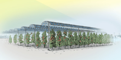 ‘Best of Both Worlds’ – Agrivoltaics