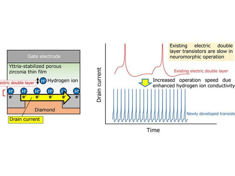 Transistor neuromorphique rapide à double couche électrique pour l&rsquo;IA