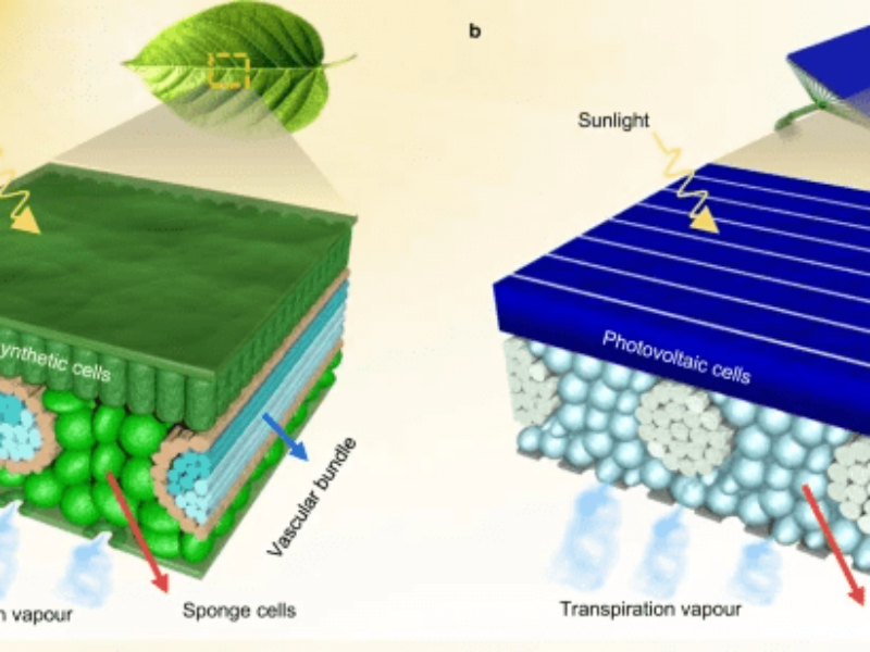 Le refroidissement par feuille artificielle augmente la durée de vie des PV