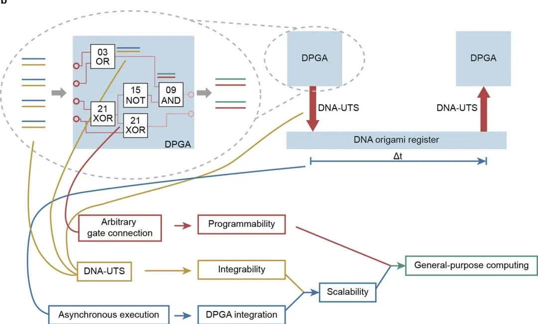 Step forward for massive DNA computer systems