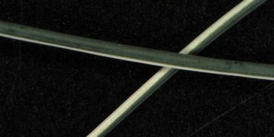 Fibre conductrice à base de coton pour textiles intelligents