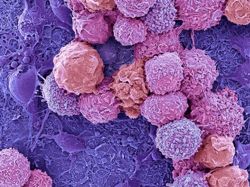 ‘Biocomputer’ combines lab-grown brain tissue with electronic hardware