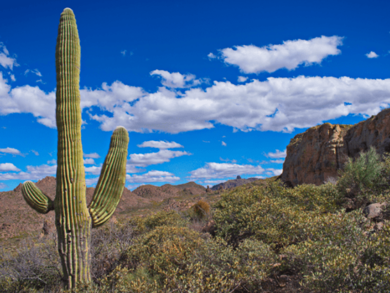 Amkor, Apple plan for chip packaging plant in Arizona