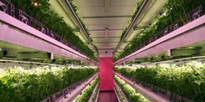 AI to boost power efficiency in indoor farming