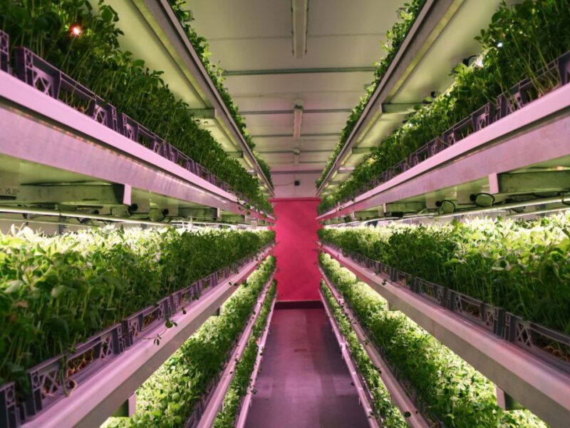 AI to boost power efficiency in indoor farming
