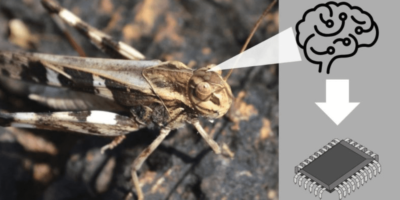 Mimicking locust brains