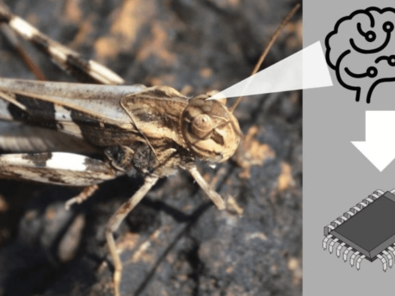 Mimicking locust brains