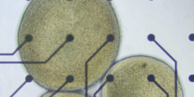 Remote research platform uses human neurons for biocomputing