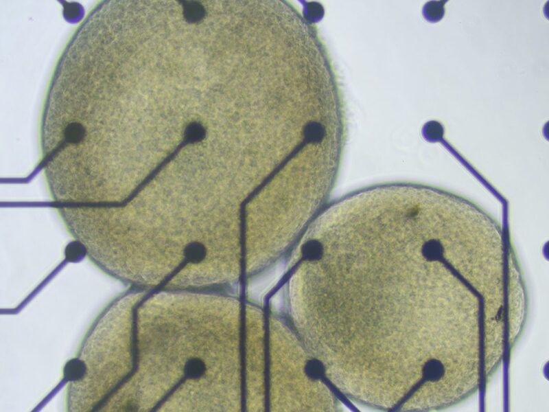 Remote research platform uses human neurons for biocomputing