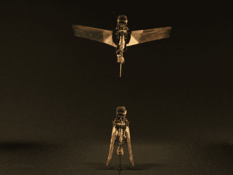 Voler comme un scarabée rhinocéros