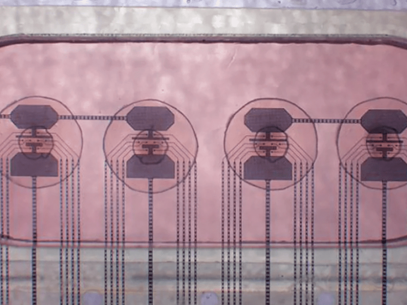 ‘Rent a brain’ bioprocessor