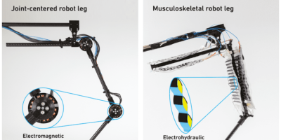 Artificial muscles propel a robotic leg to walk and jump