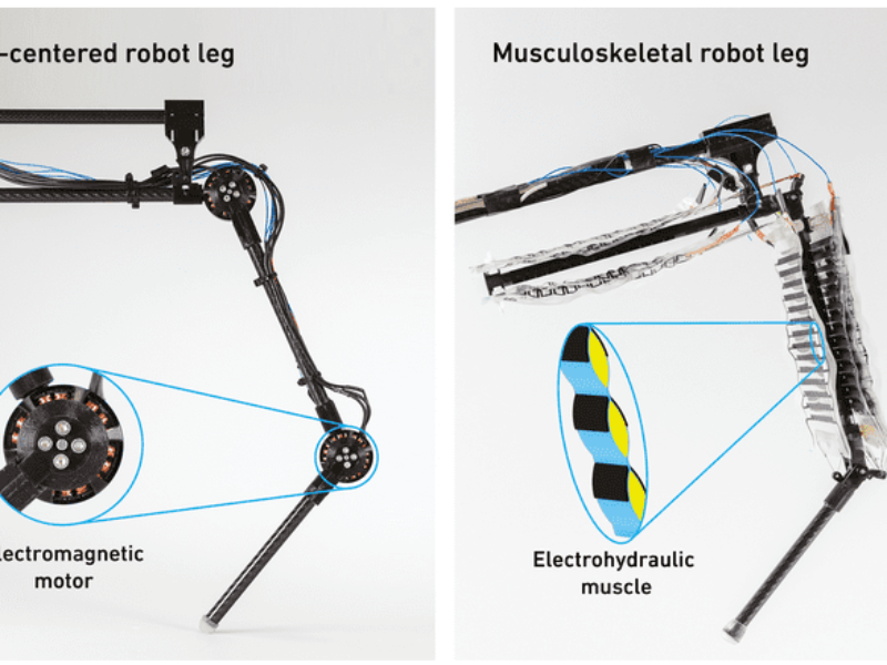 Artificial muscles propel a robotic leg to walk and jump