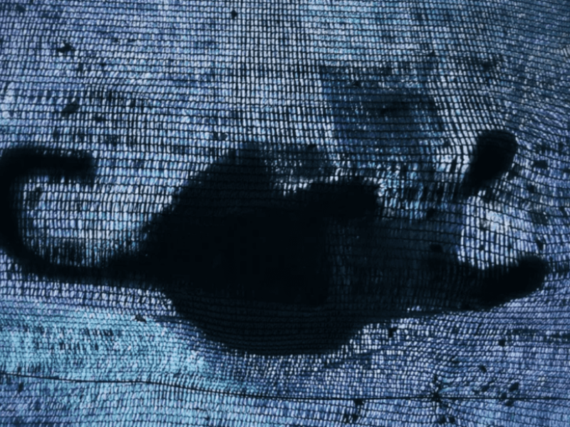 Quantum Cat Experiment Breaks Record