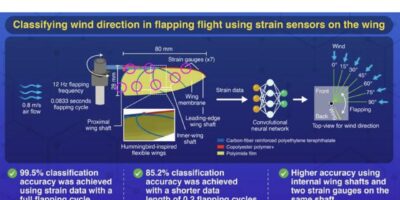 Strain gauges sense wind on biomimetic aerial robots