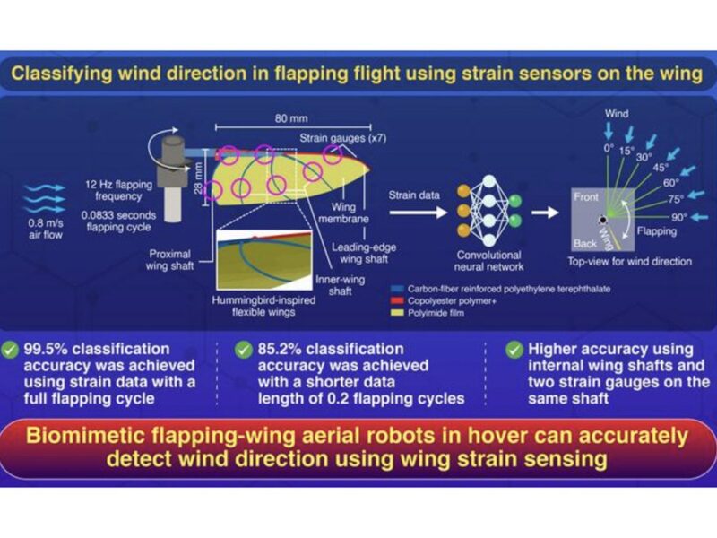 Strain gauges sense wind on biomimetic aerial robots