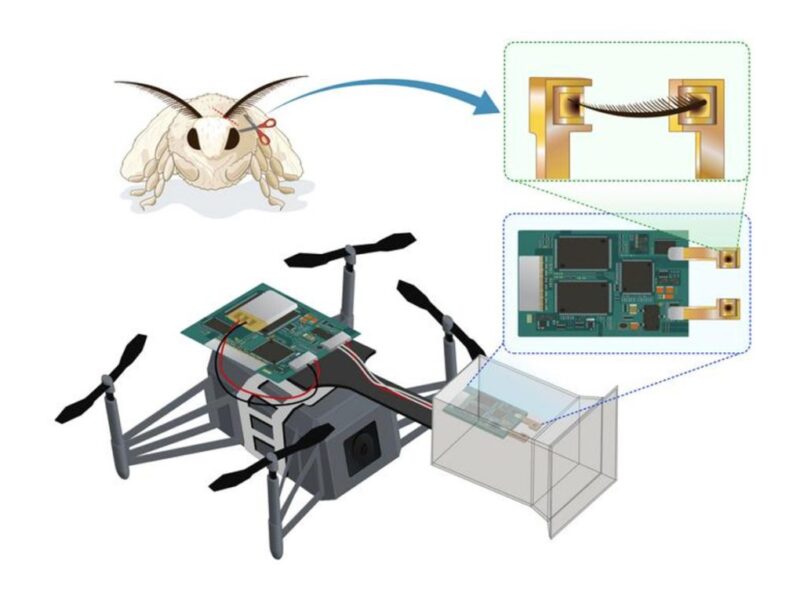 Bio-hybrid drone mimics insects to navigate using smell