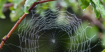 Robotics inspired by spider silk redefines machine adaptability