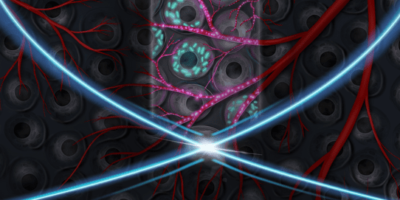 A better view on living organs with ultrasound