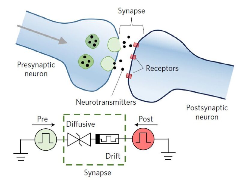 Closely mimicking synapses: diffusive memristors