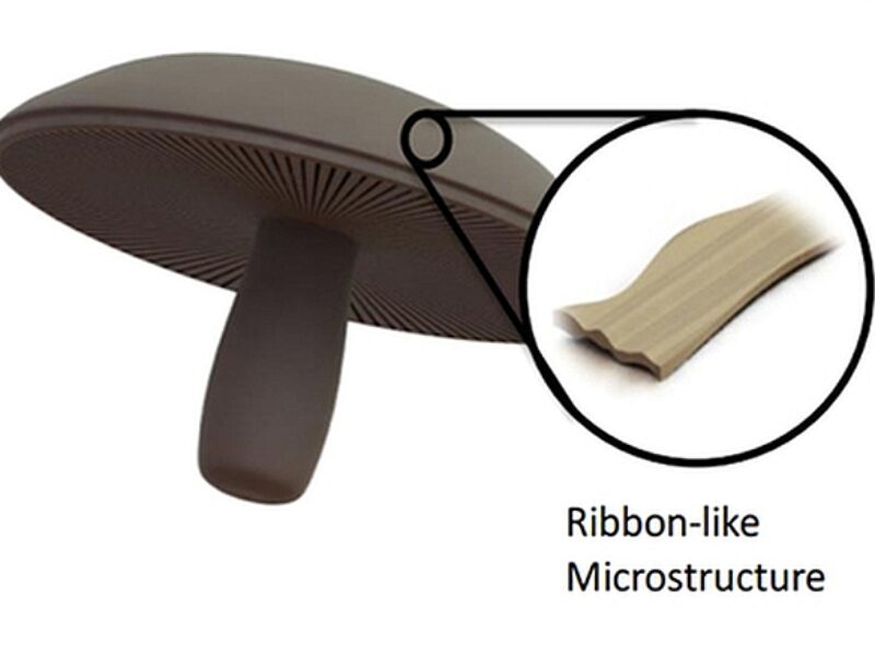 Portobello mushrooms hold the key to improved Li-ion batteries