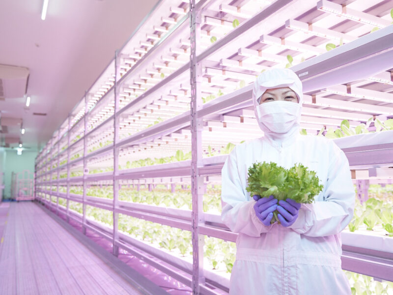 LED-based vertical farming: hot in Japan