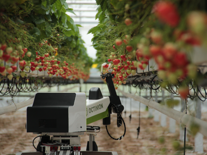 Strawberry-picking robot: made in Europe