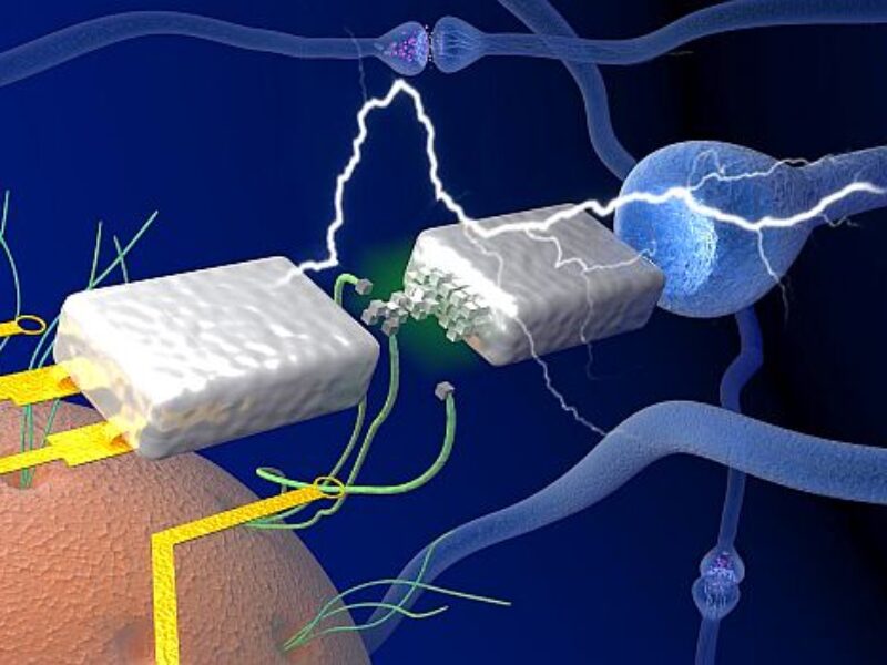 Neuromorphic memristor operates at biological voltages