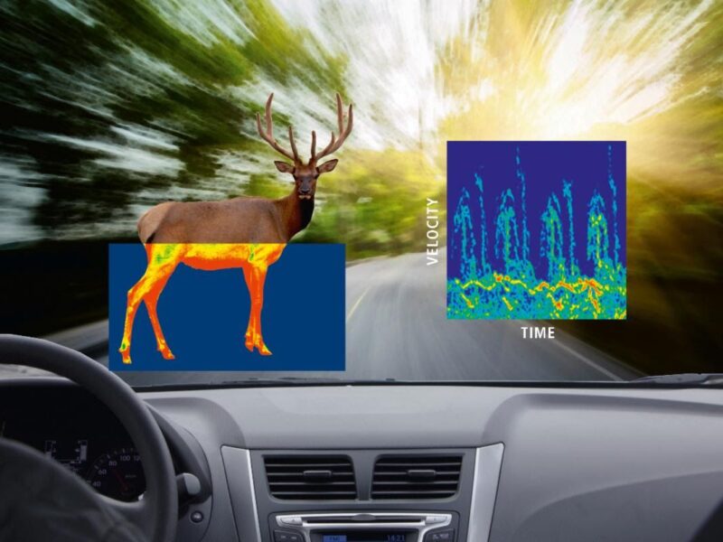 Intelligent road-side radar detects wild animals
