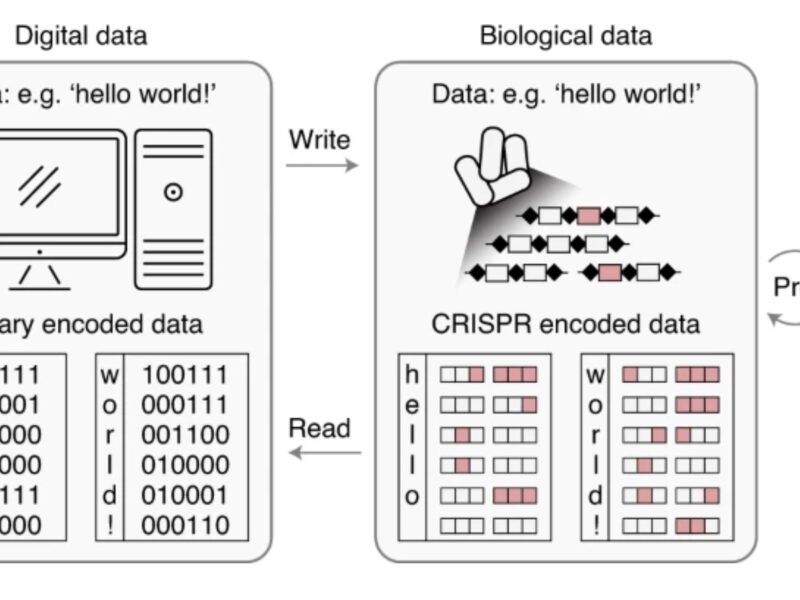 Direct digital-to-biological data storage in DNA in living cells
