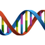 Infineon, X-Fab join Fraunhofer DNA memory project
