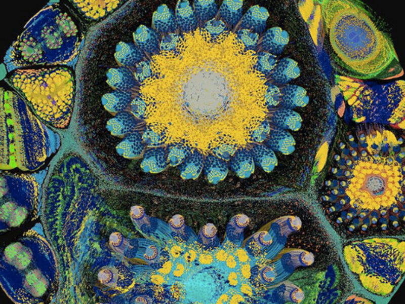 SoftBank offre 400 millions GBP pour la startup d&rsquo;IA Graphcore