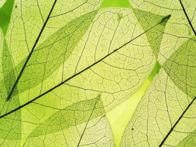 Artificial leaf produces methanol, oxygen from carbon dioxide