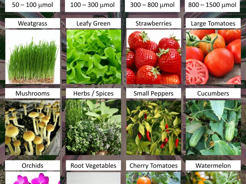 Lighting from stadium to lettuce: could lighting contribute to feed 10 billion people in 2050?